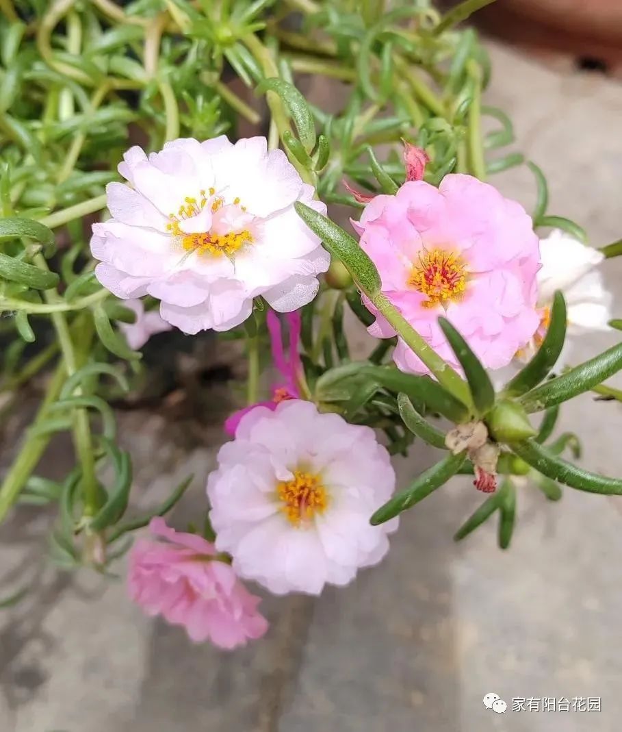 养花新手就养这10种花,养花大全简单易养的花