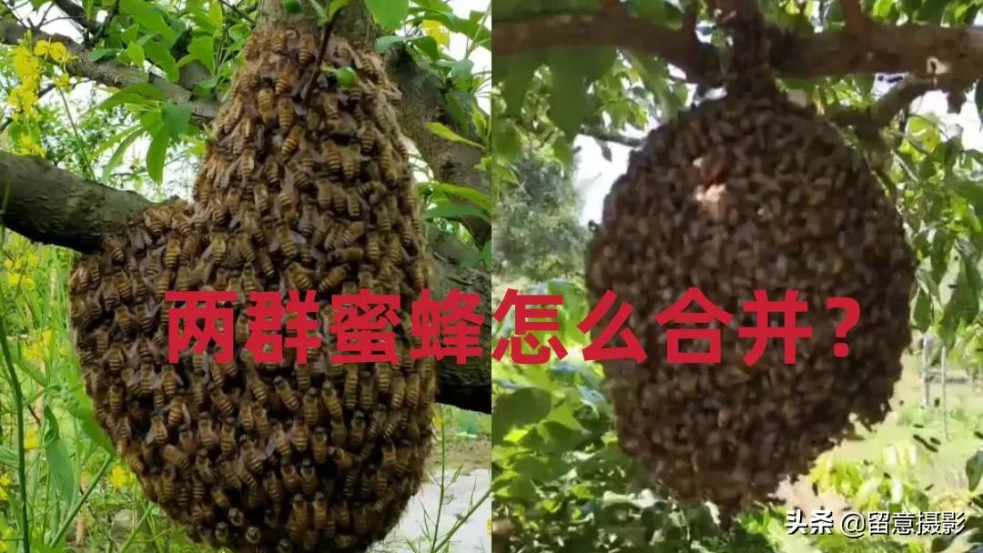 蜜蜂合并养殖注意事项,中蜂工产群合并视频
