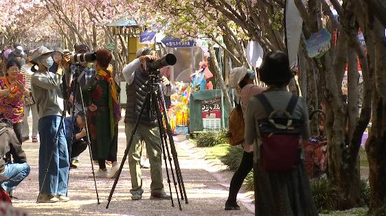 昆明春暖花开解锁春日美景好去处,春暖花开踏青好去处