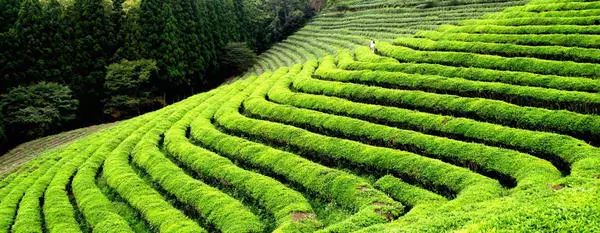 喝茶的国家有哪些,世界上喝茶的国家有哪些