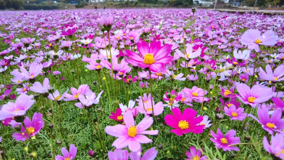 肇庆天气预报7天,肇庆未来7天天气