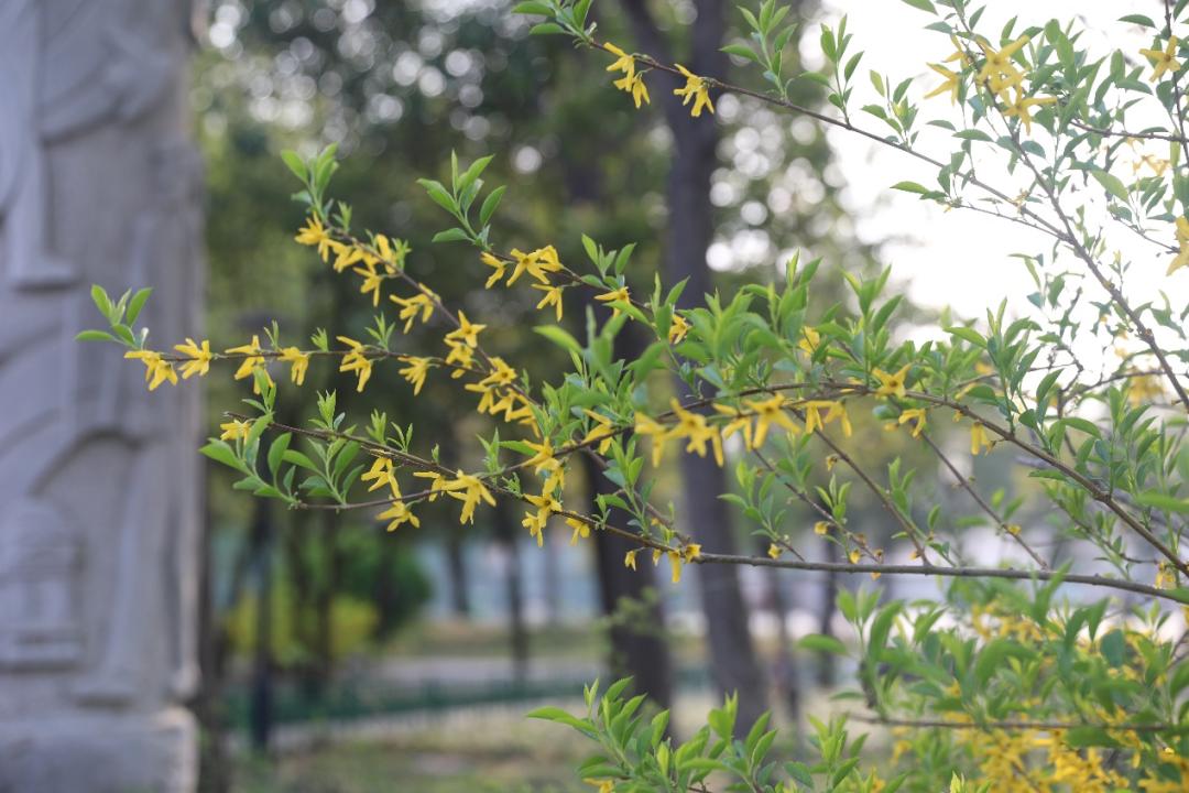 鐩哥害鍐滃ぇ,鐩歌仛浜戠鐩哥害鍐滃ぇ