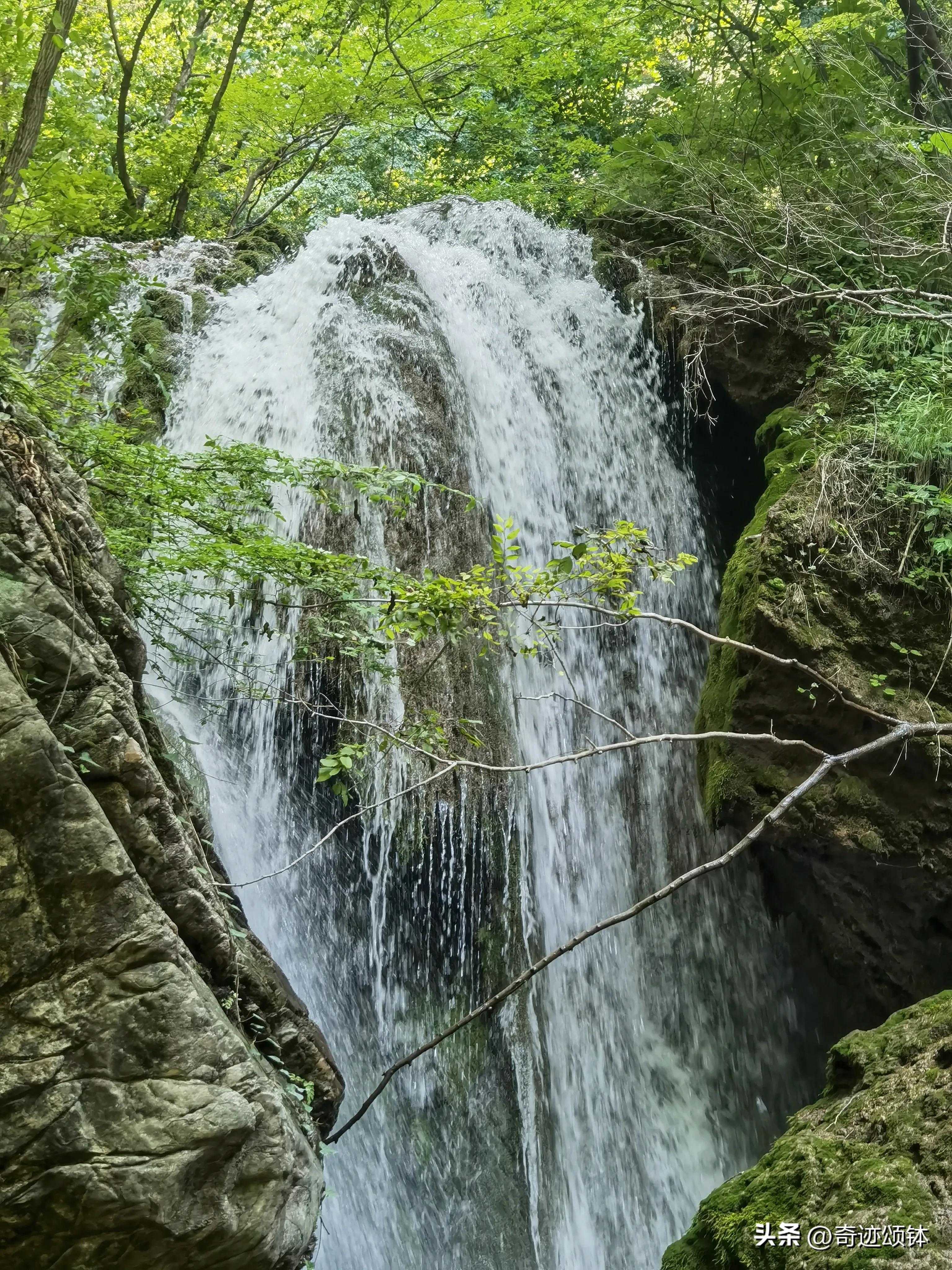 山有木兮木有枝全文,山有木兮木有枝完整诗词
