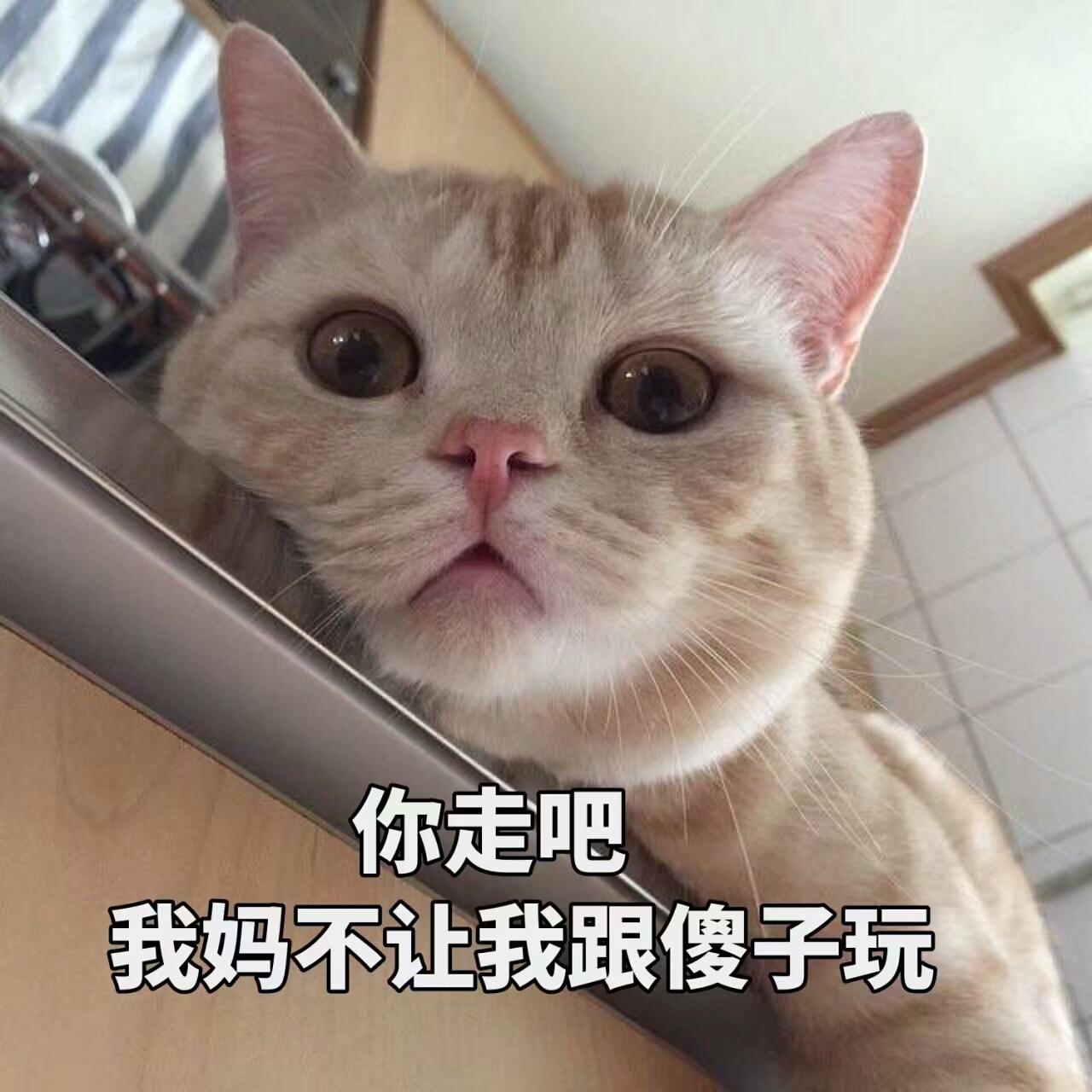 公猫不建议养的10种猫,这5种猫很忠诚一辈子值得养一只