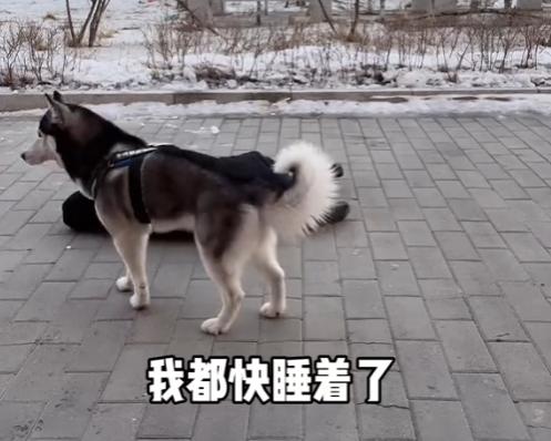 全网最听话的奥斯卡二哈,一只被主人逼疯的二哈奥斯卡