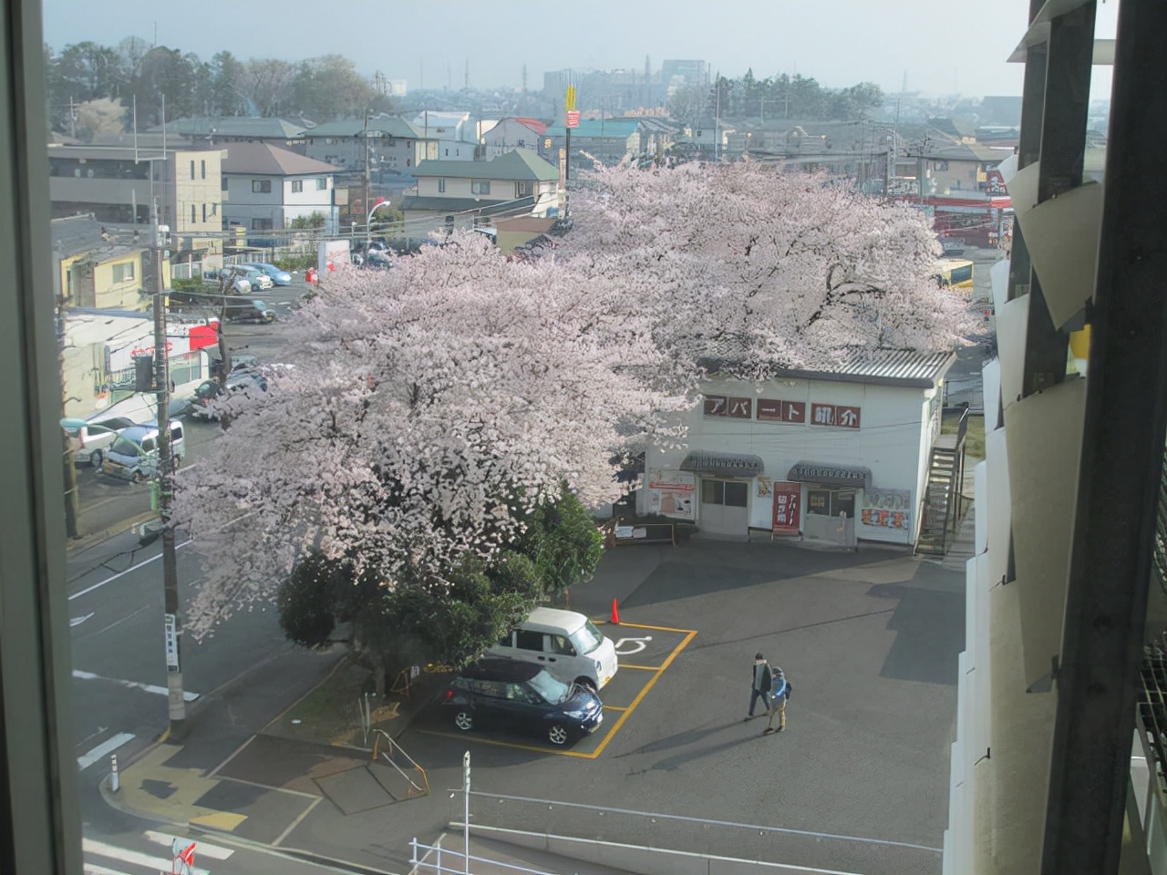 世界上最壮的牛照片,世界最壮的牛图片