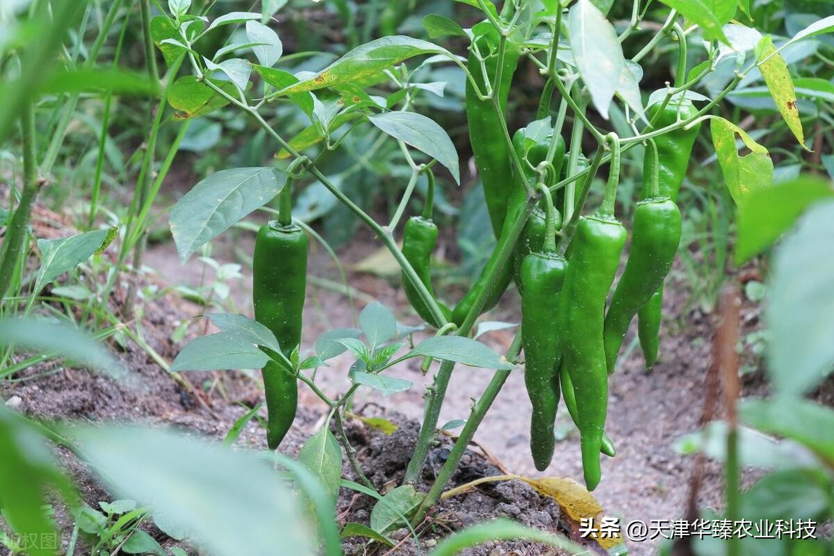 栽辣椒高产技术,辣椒种植高产高收这些方法要掌握