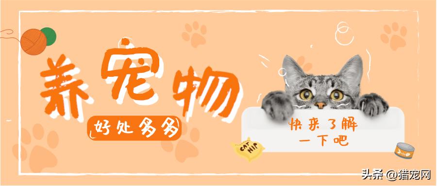 养宠物的好处辩论,养宠物的好处作文