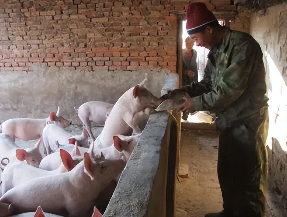 村民今年刚买100条小猪仔养猪，到底能赚多少钱？