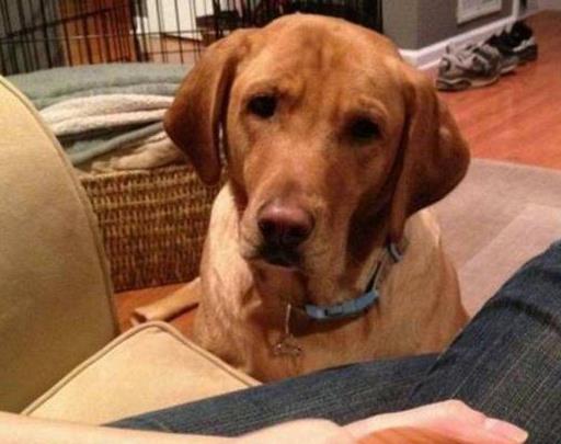 狗狗槟榔上瘾怎么办,怎么消除狗狗的戒心