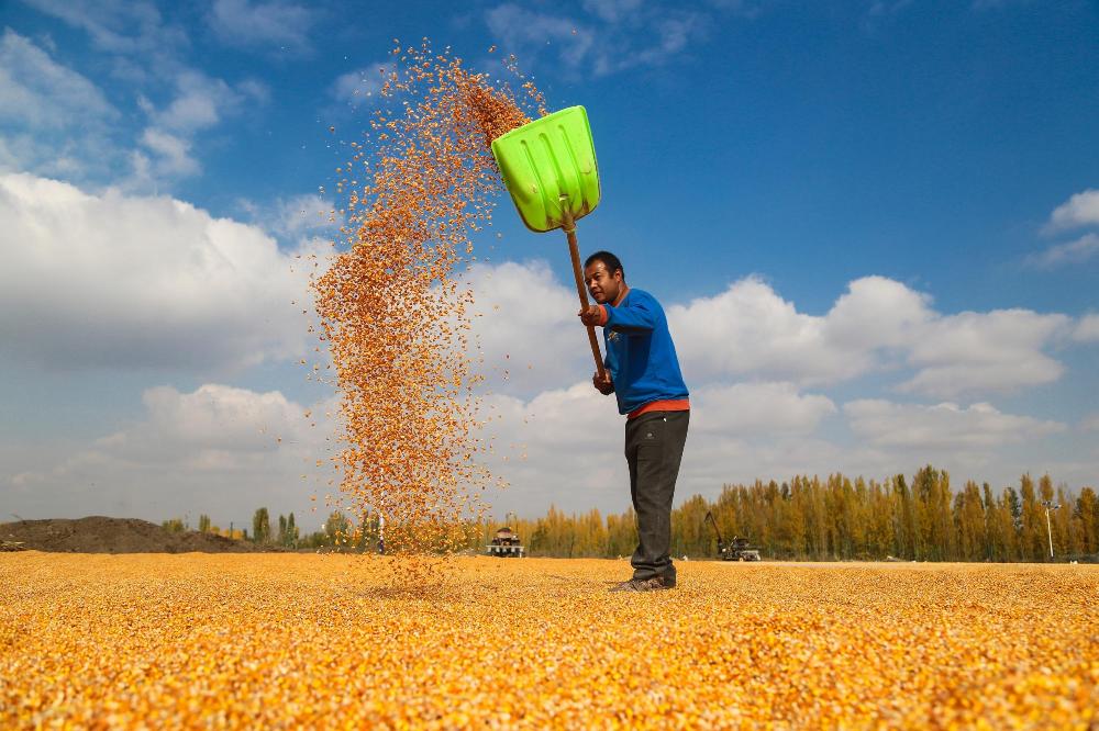 心塞这玉米多贵？支持农民的不容易！囤货模式＋料理模式开启