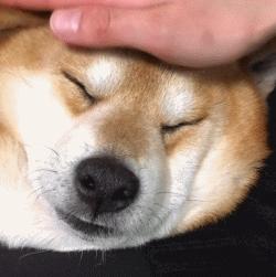 街上养大型狗犯法吗,养大狗不拴绳违法吗