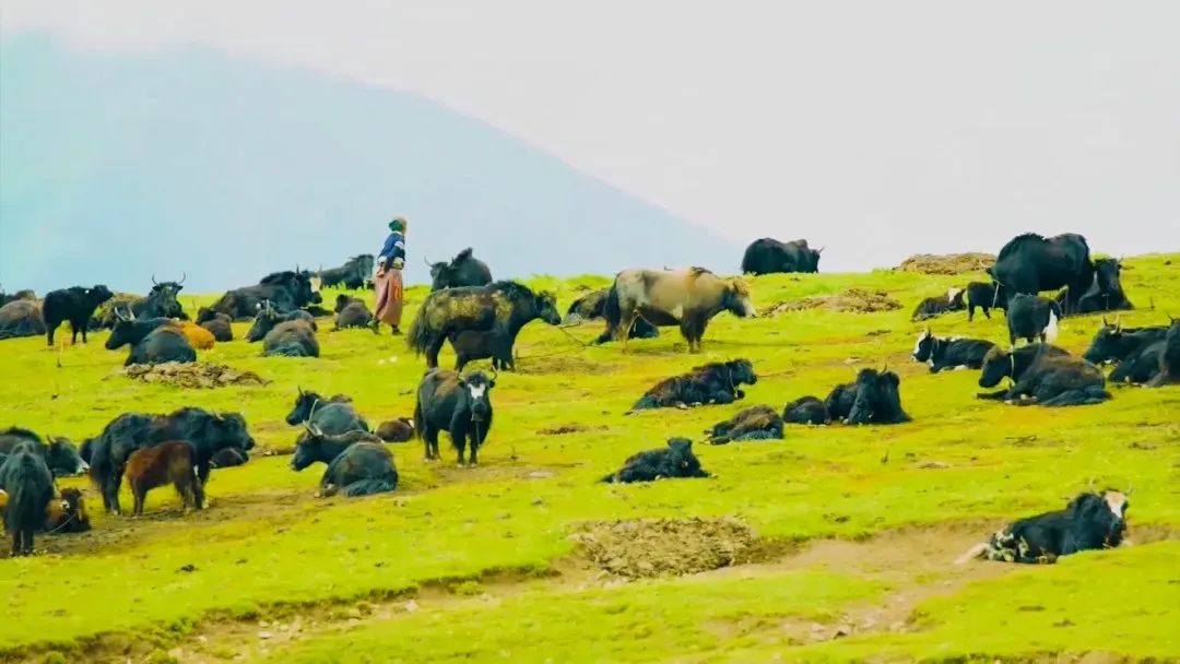 走甘孜,理塘甘孜县