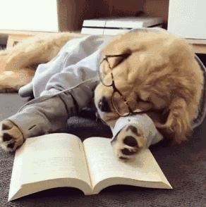 哪种狗便宜几百块就可以拿下,狗比较贵又诚实