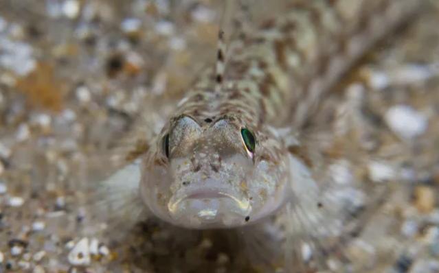 动物界中最可怕的父母们,动物界最高等和最低等