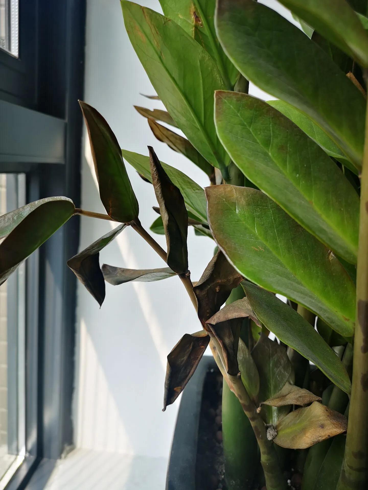 我家的绿植黄叶了怎么办,绿植出现病虫害怎么处理