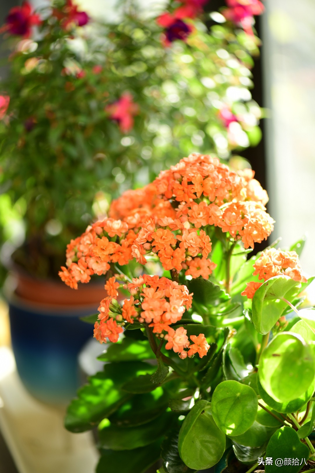 天冷怎么注意植物冻死,植物怕冷怎么过冬