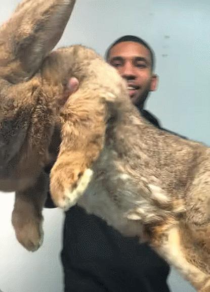 你知道世界上最大的兔子有多大吗,世界上最大的兔子吉尼斯纪录