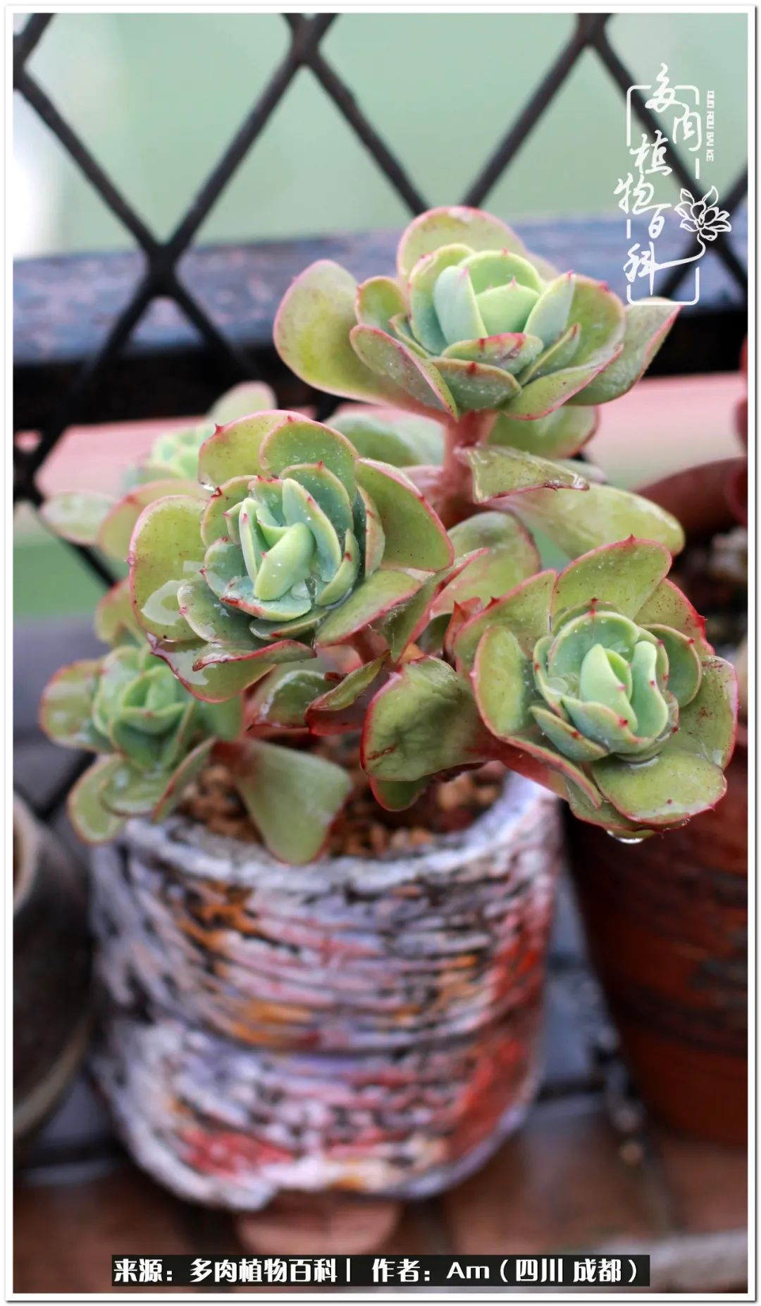 多肉小盆友生活多姿多彩,多肉小精灵福享不停