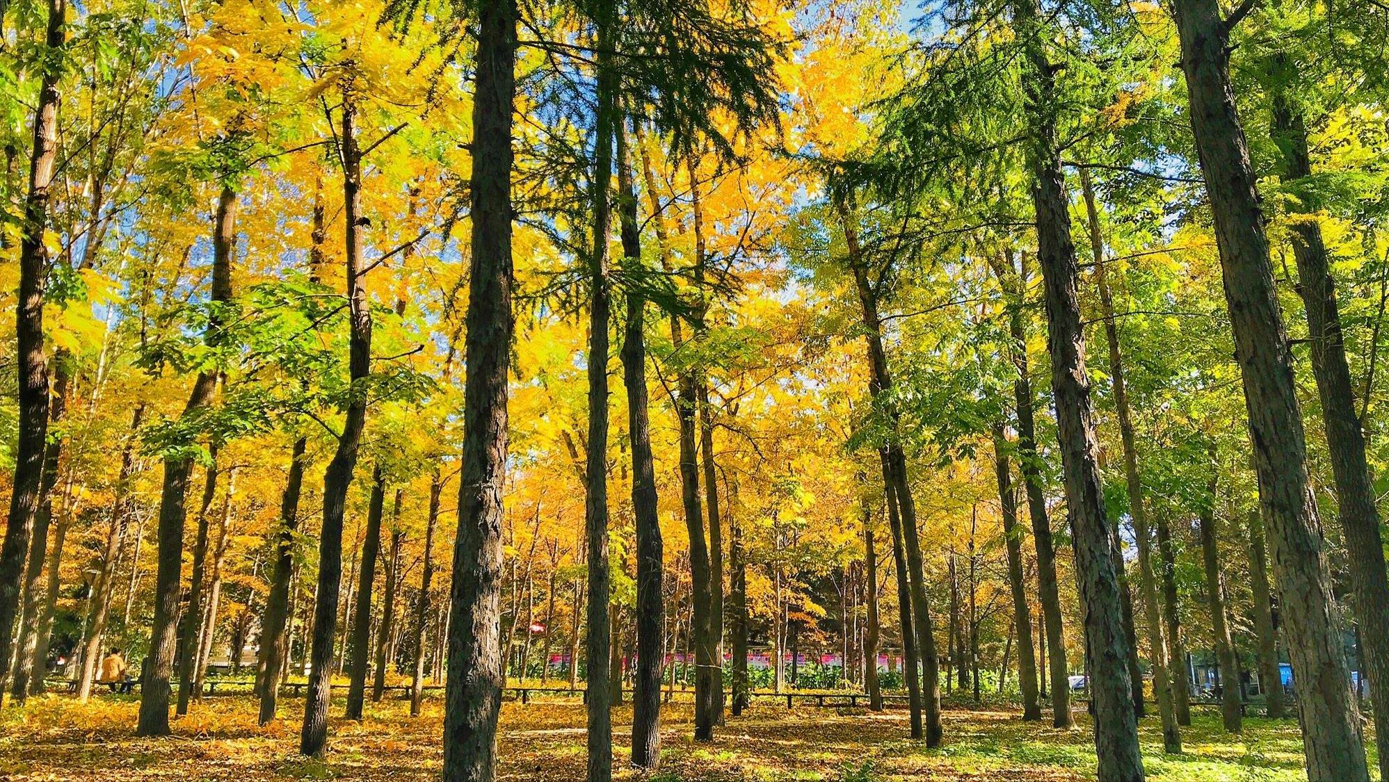 东北林业大学是双一流吗,东北林业大学是双一流学校么