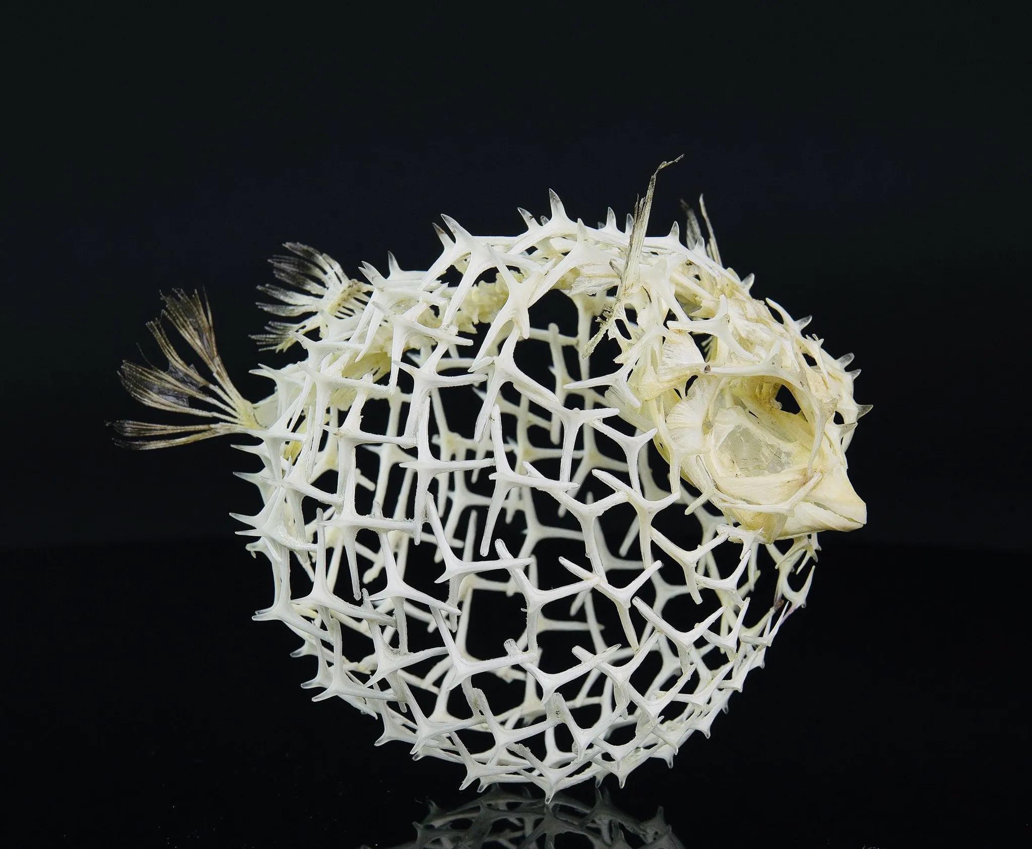 手指在显微镜下太恐怖了,显微镜下的恐怖世界蝎子