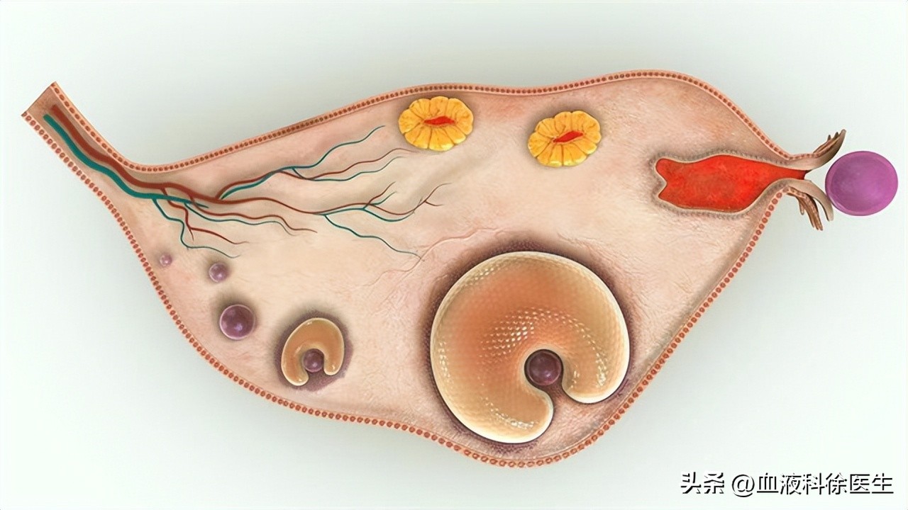 女性卵巢早衰还能有生育的机会吗,年轻女性身体出现11种症状需警惕