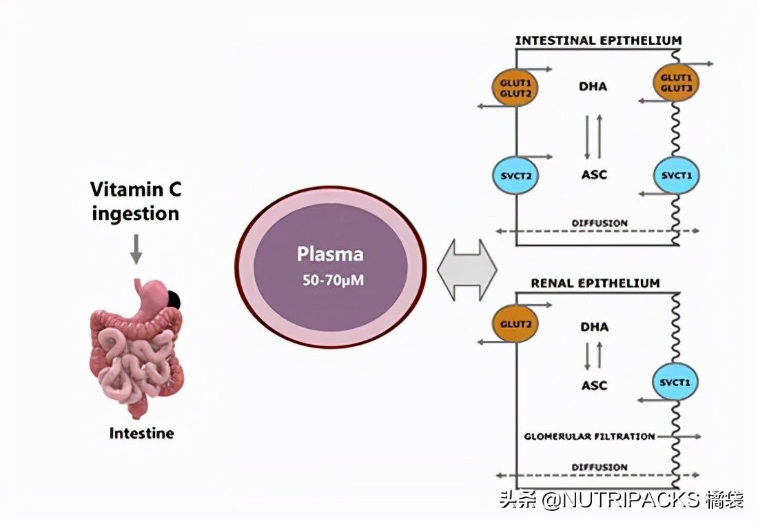 含天然维生素c的食品有哪些,维生素c的营养价值