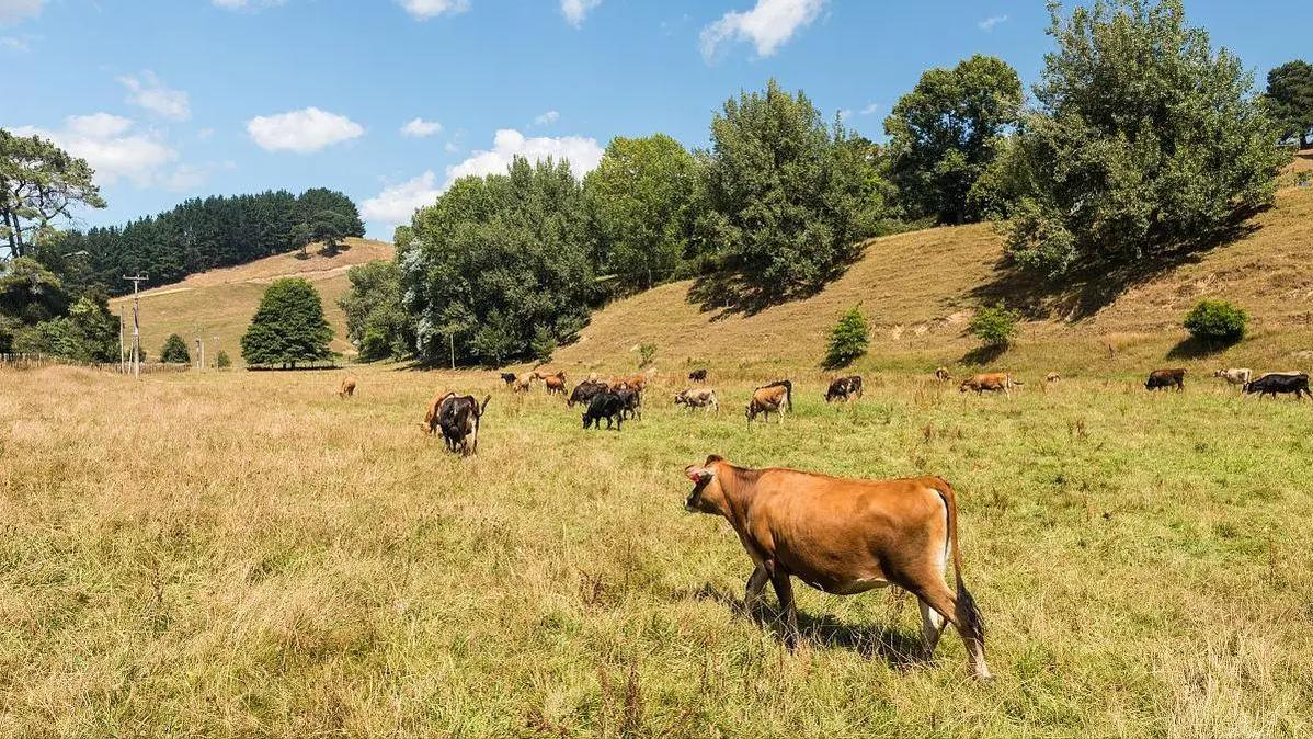 放牧强度对百喜草变草响应的影响