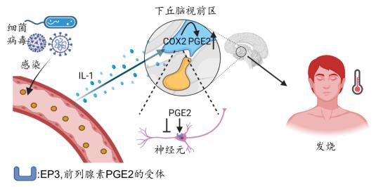 忽冷忽热不发烧是什么原因,发烧身上忽冷忽热全身疼痛