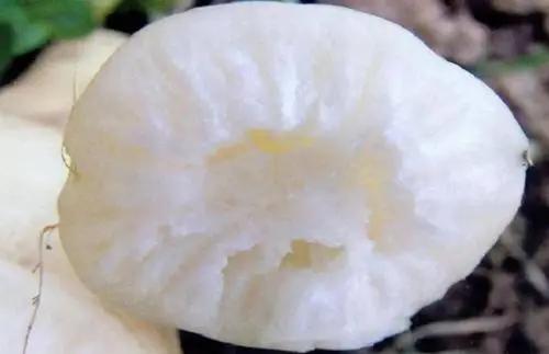 萝卜施硼肥的方法,萝卜糠心的解决方法