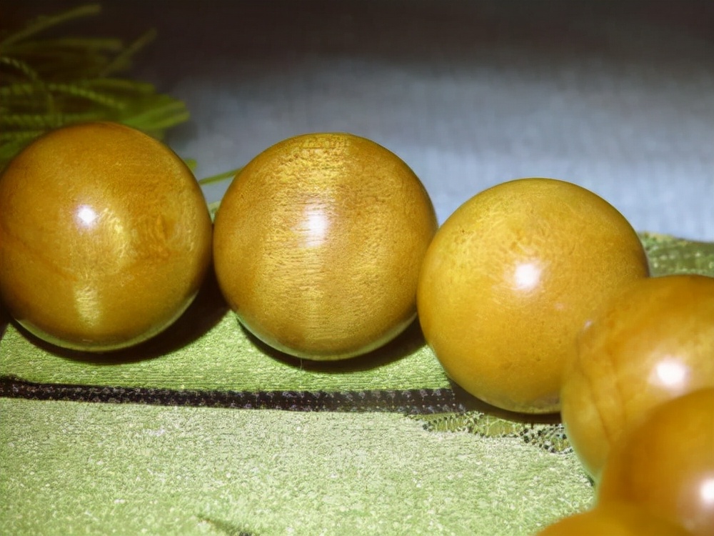 真正的正宗金丝楠木大树,50年金丝楠木树价值多少