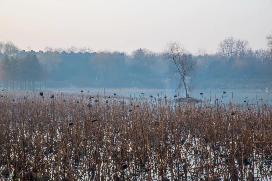 扬州冬天冷吗有暖气吗,扬州冬天气温怎么样