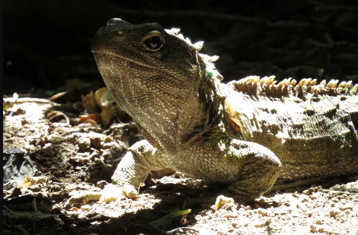 一般来说判断龟的年龄越深越老,龟生长慢的原因