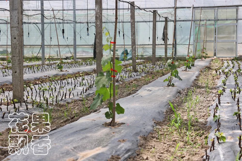 一个葡萄新品种，独家经营，先交3000元一亩的保护费，你干不干？