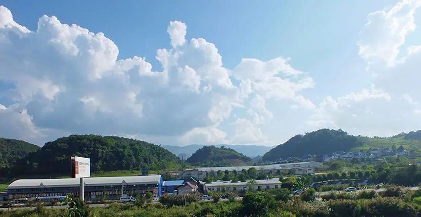 兴海班章茶王熟茶,2003年兴海班章野生乔木茶测评