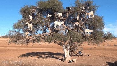 摩洛哥上树的羊,摩洛哥踢足球厉害吗