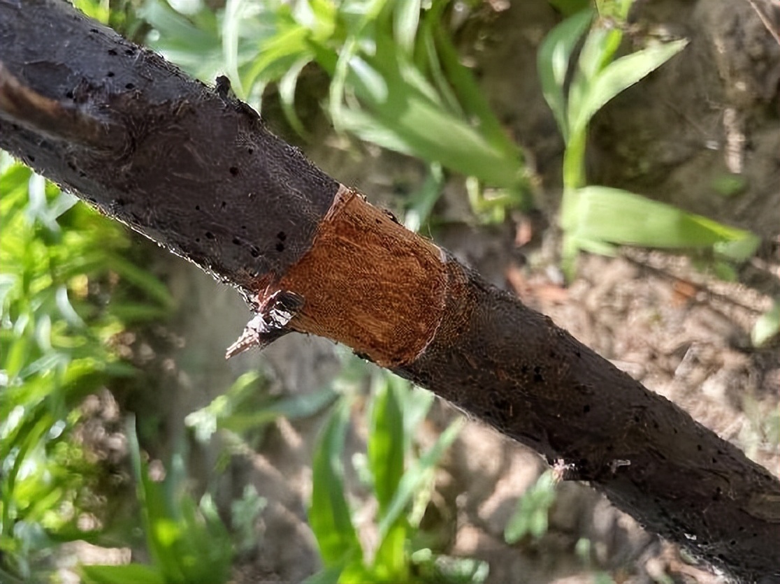 12月份园林绿化养护工作重点,元月份园林养护重点工作