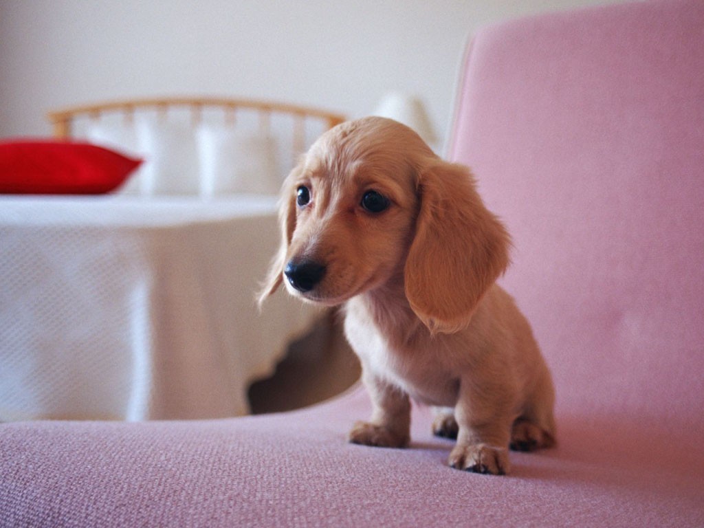 狗狗掉牙了怎么办,狗狗掉牙不吃狗粮怎么回事