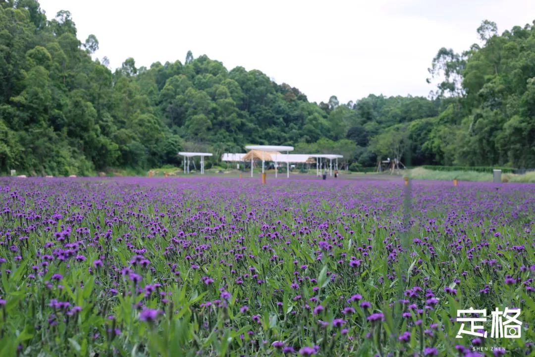 深圳蝴蝶谷花海,深圳湾公园花海3月