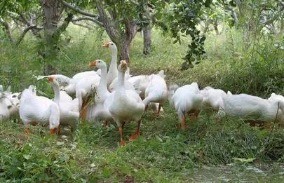 有人养鹅吗,养鹅靠什么赚钱