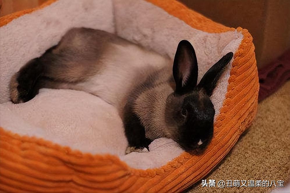 兔子感冒后怎么办,兔子几天不喂食会死