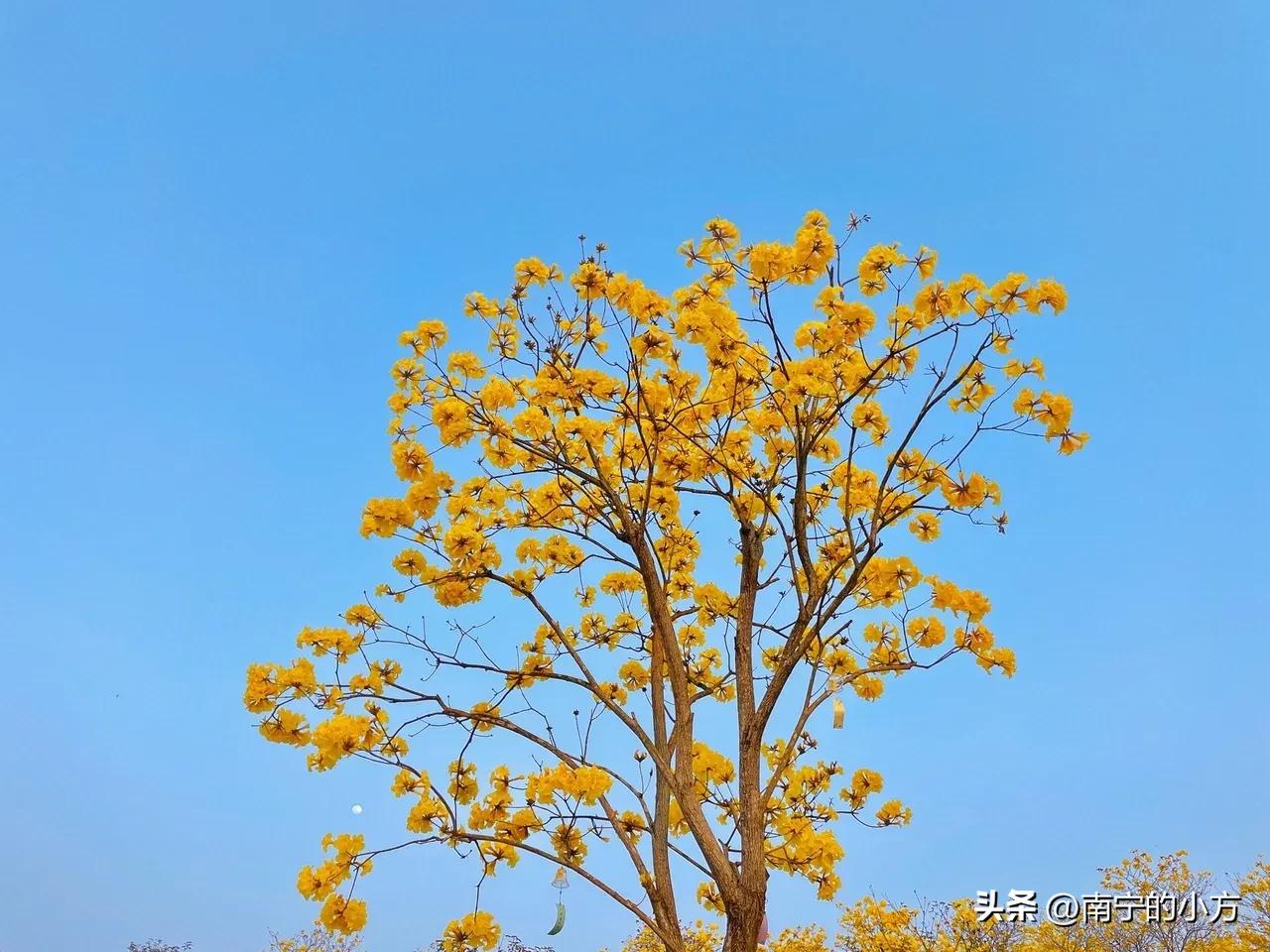 南宁风铃花真的太美了,南宁周边哪里最多黄风铃花