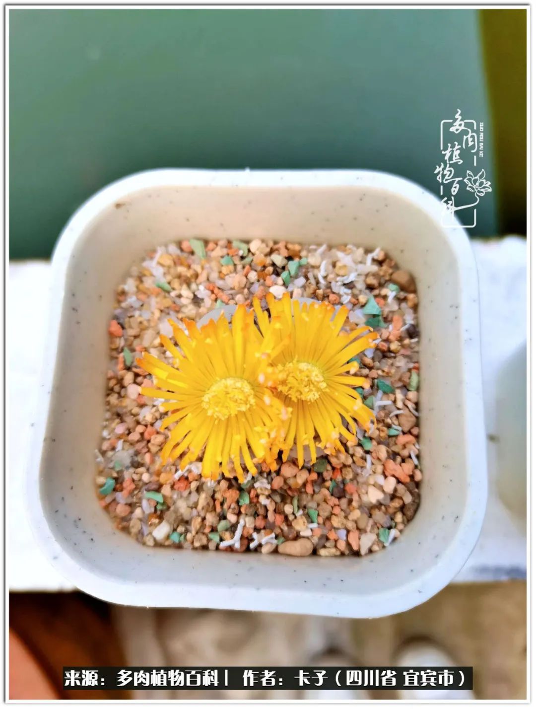 送我一轮明月文案,送我一轮明月