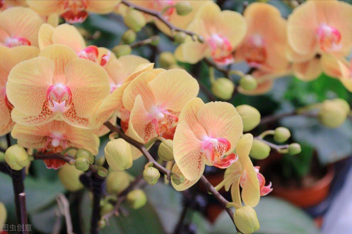 一花一木一世界一草一浮生,一花一世界一木一浮生朗读