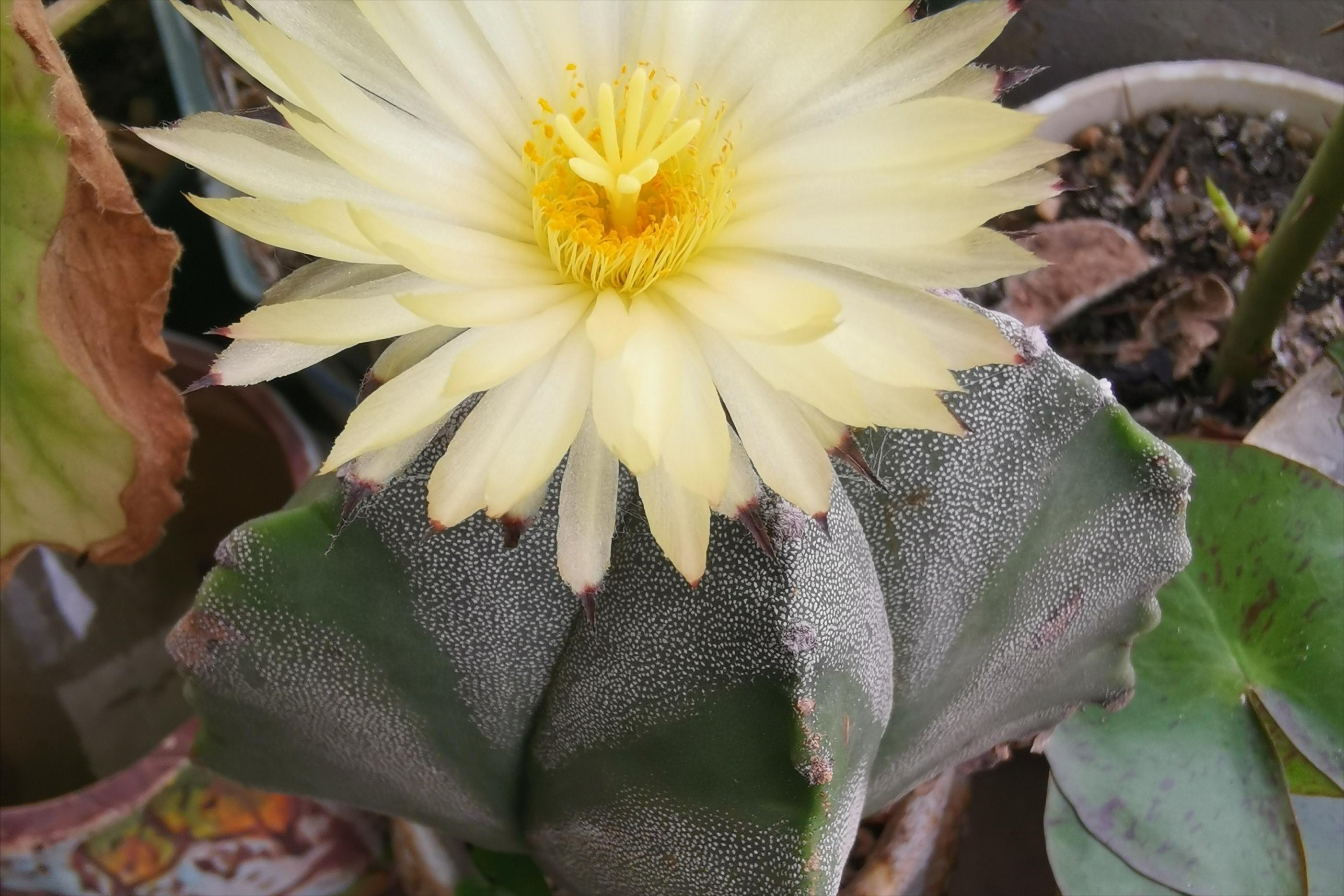 室内空气净化绿色植物,室内净化空气又香最佳植物