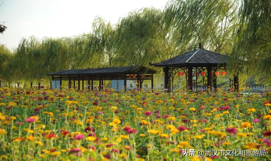 花朝河湾邀您来赏花,花朝河湾旅游景区本地人要门票吗