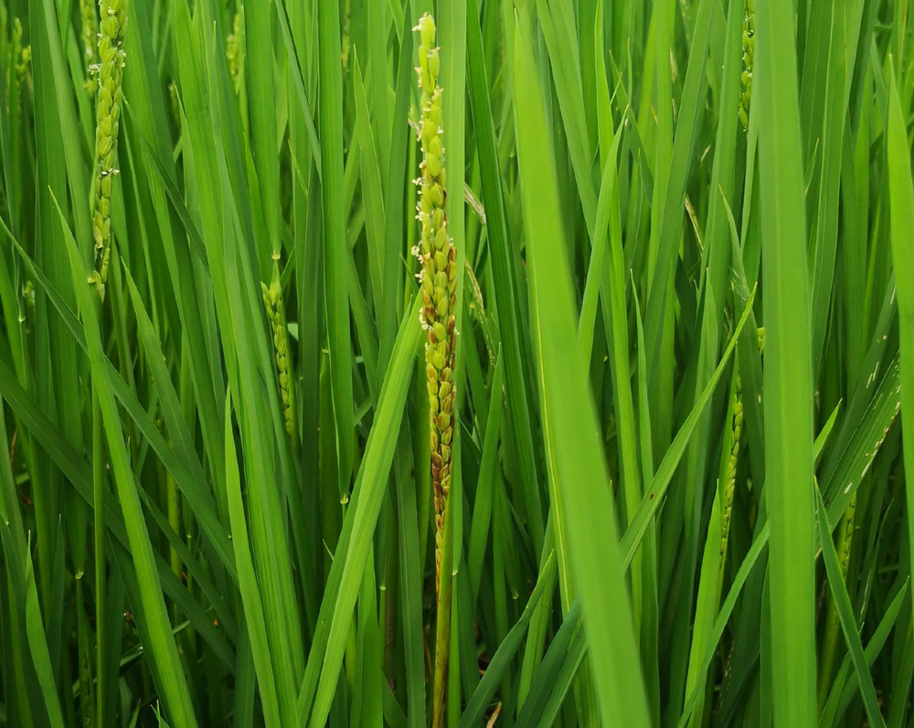 水稻黑条病害图片大全,水稻产生黑根的原因主要是