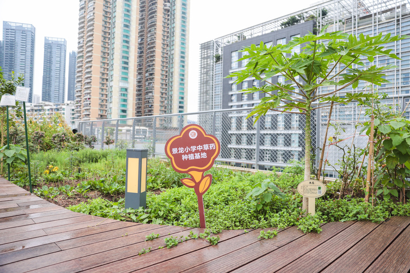 对话丨景龙小学校长陈帝和：校园象棋，有着炽热的现实温度