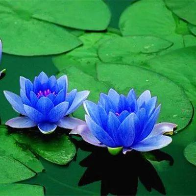 养花自动浇水的方法,养花浇水时间表大全