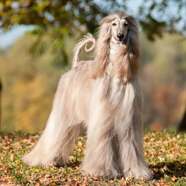现在最受欢迎比较贵的狗狗,最受欢迎的狗狗十大排行榜小型犬